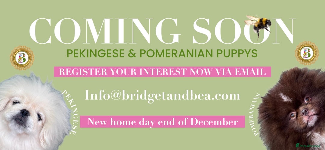 Pekingese dogs for sale: ⭐️WAITING LIST NOW OPEN⭐️ - Image 2