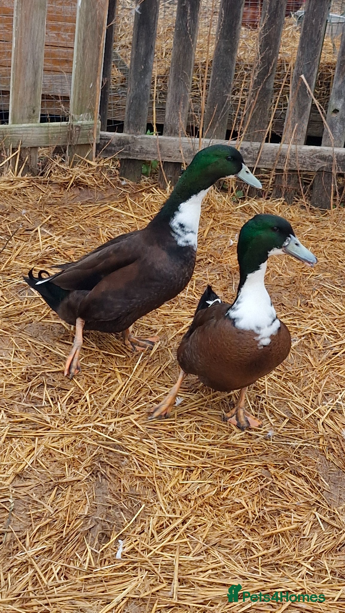 Ducks poultry for sale: 8 ducks for sale - Advert 7