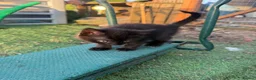 Mixed Breed cats for sale: Gorgeous Long Haired Tuxedo and Black Kittens - Advert 7