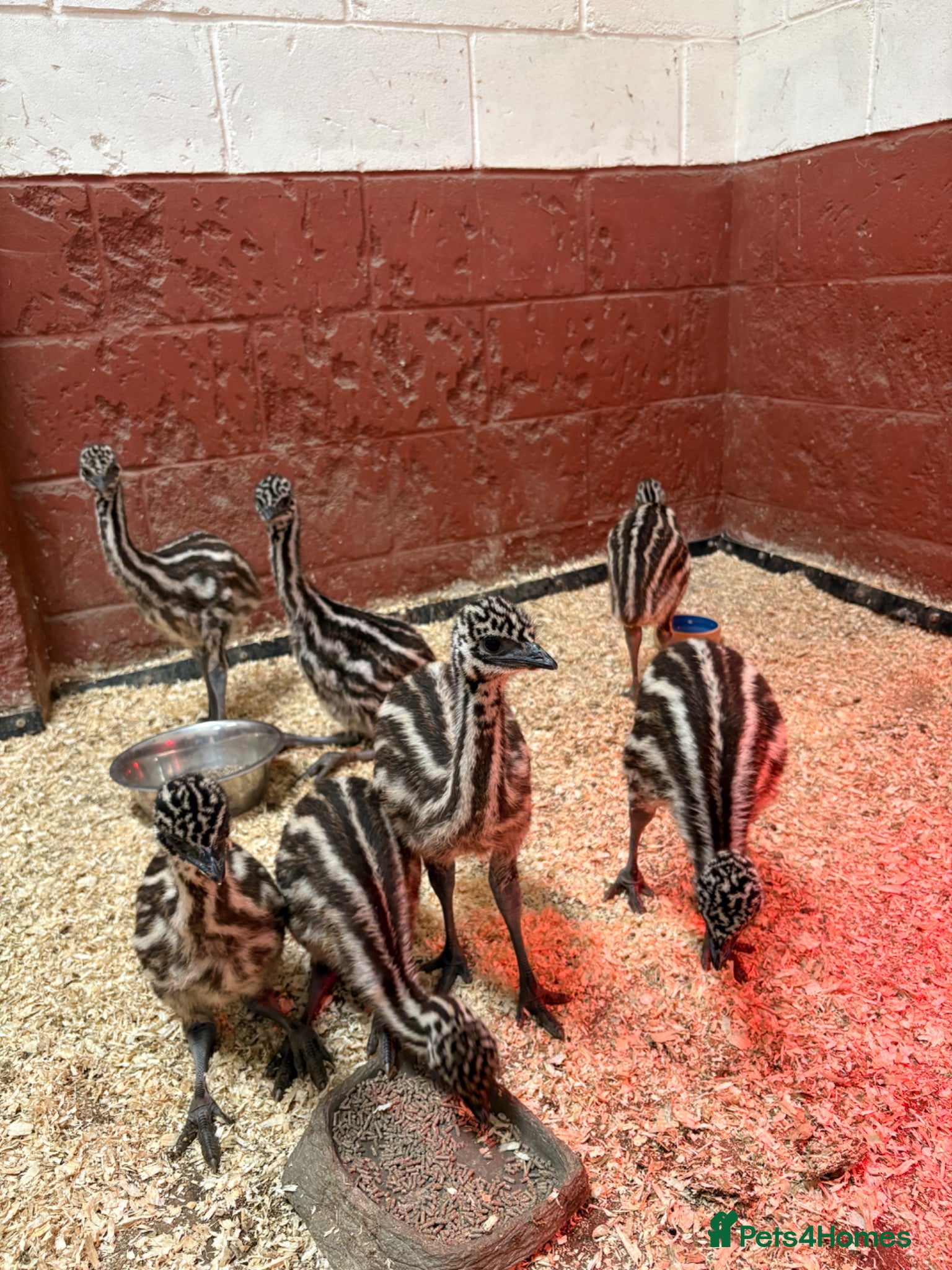 Emus poultry Emu Chicks - Advert 1