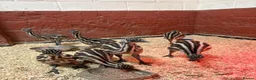 Emus poultry for sale: Emu Chicks - Advert 3