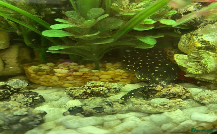 Corys fish - Advert 11