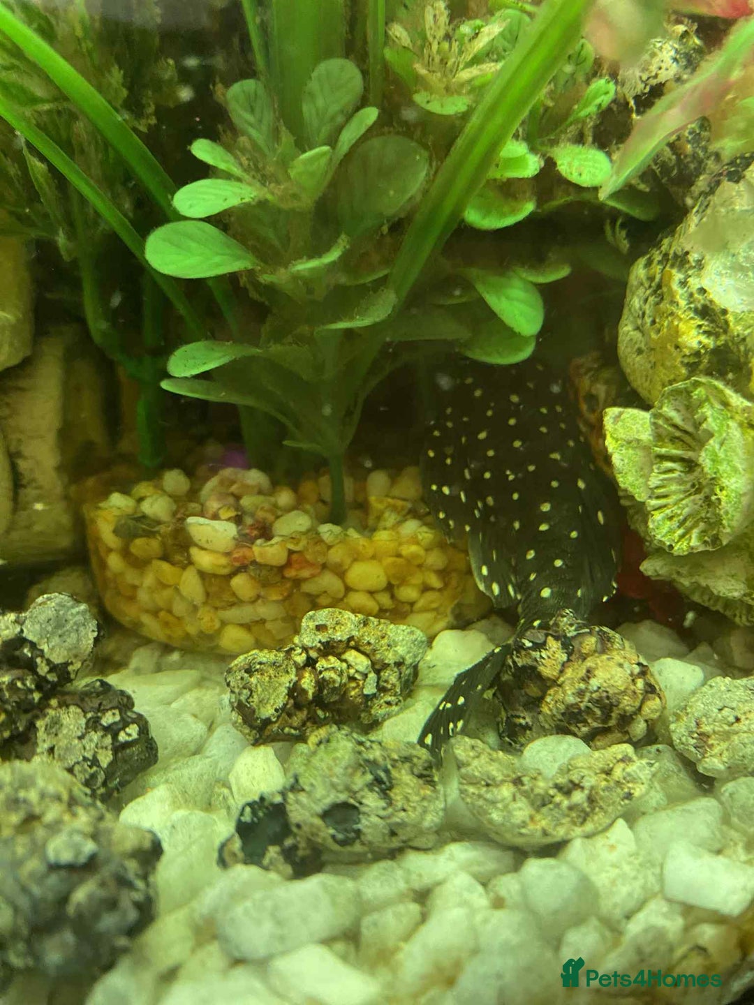 Corys fish for sale: 70L tank with fish - Image 1