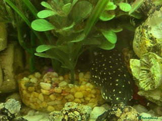 Corys fish - Advert 29