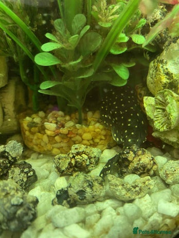 Corys fish - Advert 11
