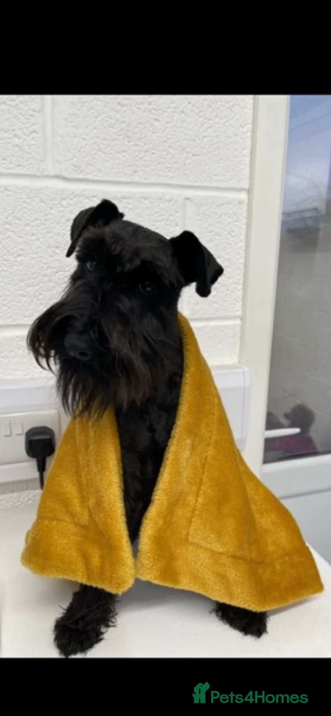 Miniature Schnauzer dogs for sale: Miniature schnauzers  - Advert 2