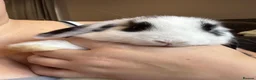 Mini Lop rabbits for sale: Pure Breed Mini Lop Babies  - Advert 13