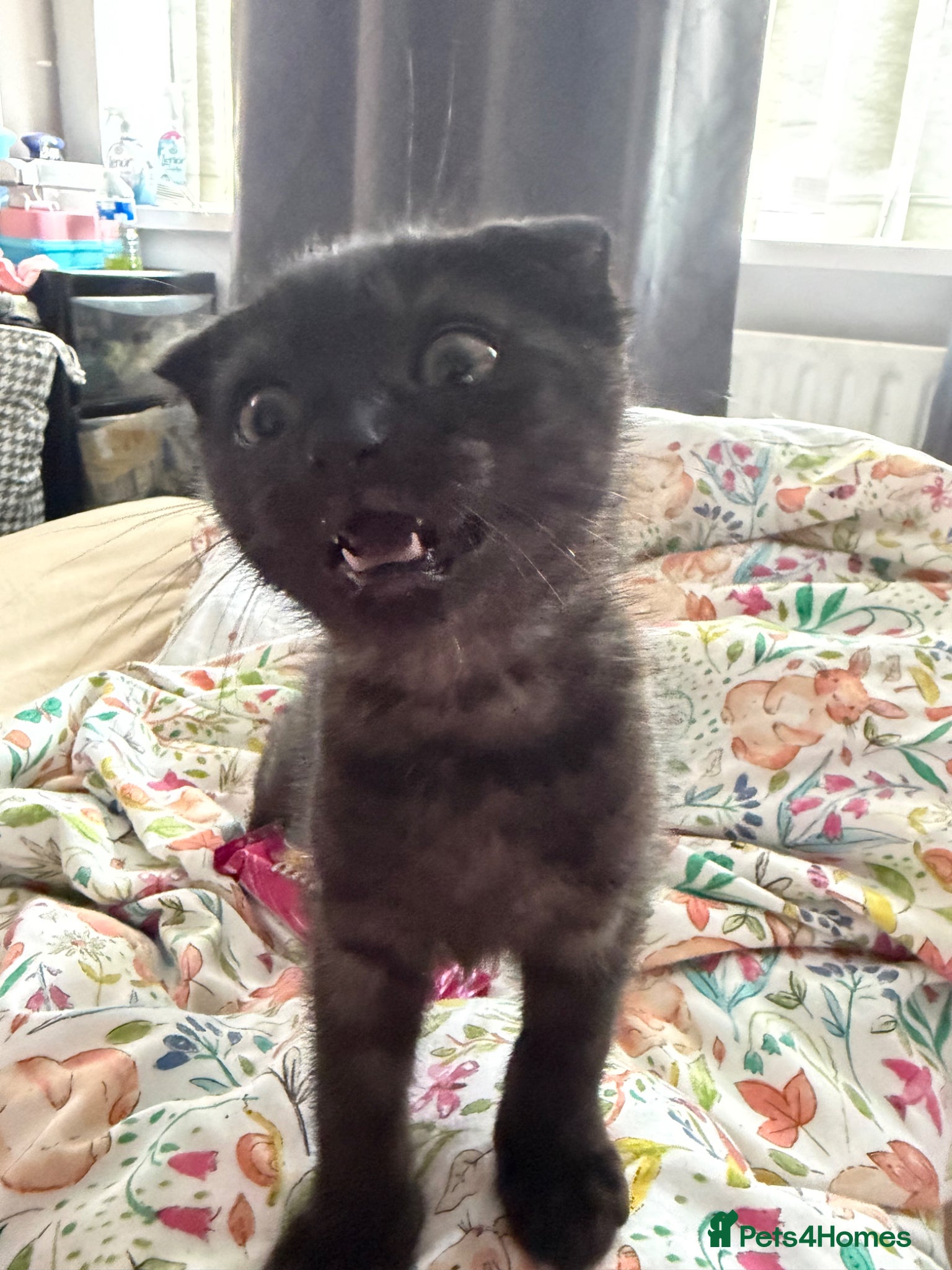 Scottish Fold cats RARE GHOST Scottish Fold Male Kitten - Advert 6