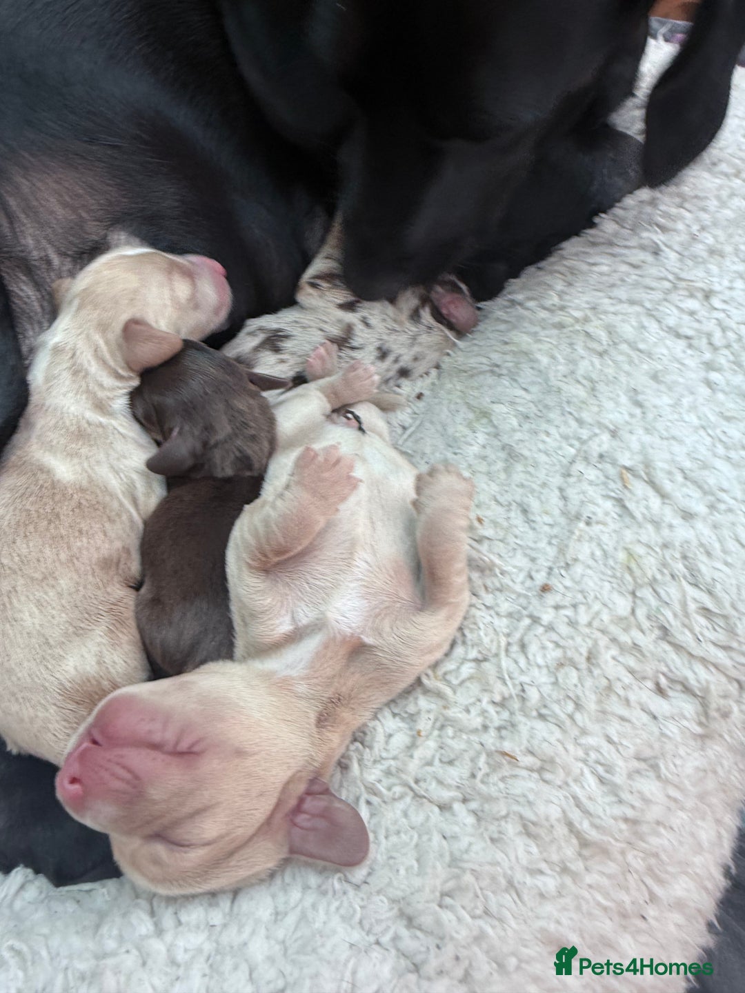 Mixed Breed dogs for sale: Adorable Daschund x spaniel pups  - Image 3