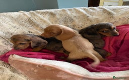 Mixed Breed dogs for sale: Dachshund x basset hound  - Image 9