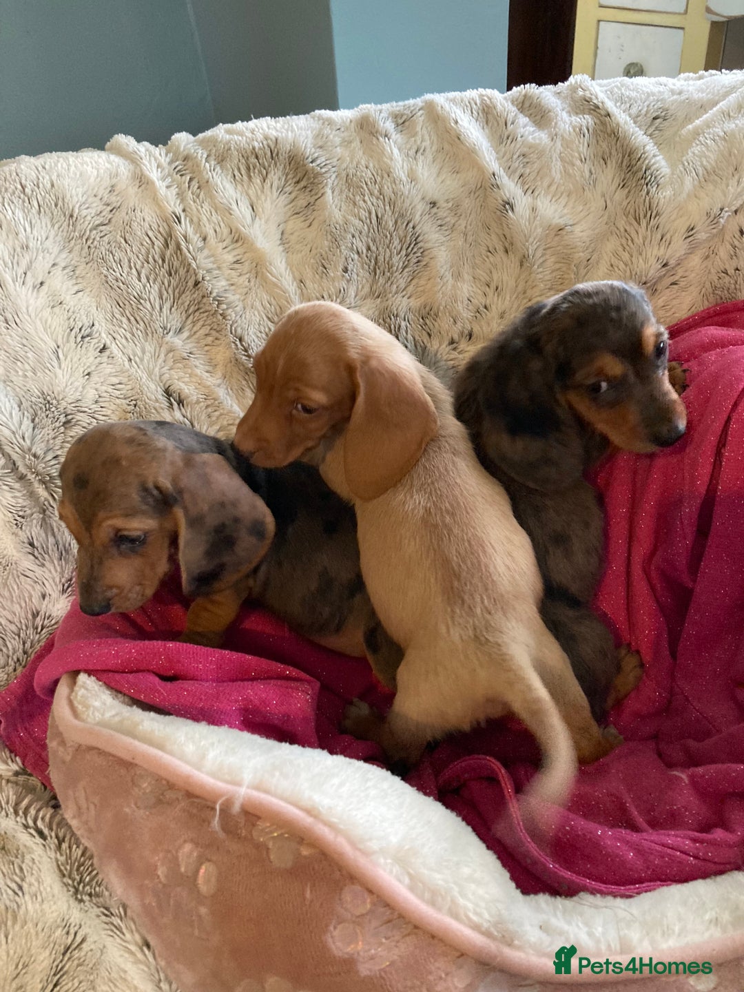 Mixed Breed dogs for sale: Dachshund x basset hound  - Image 9