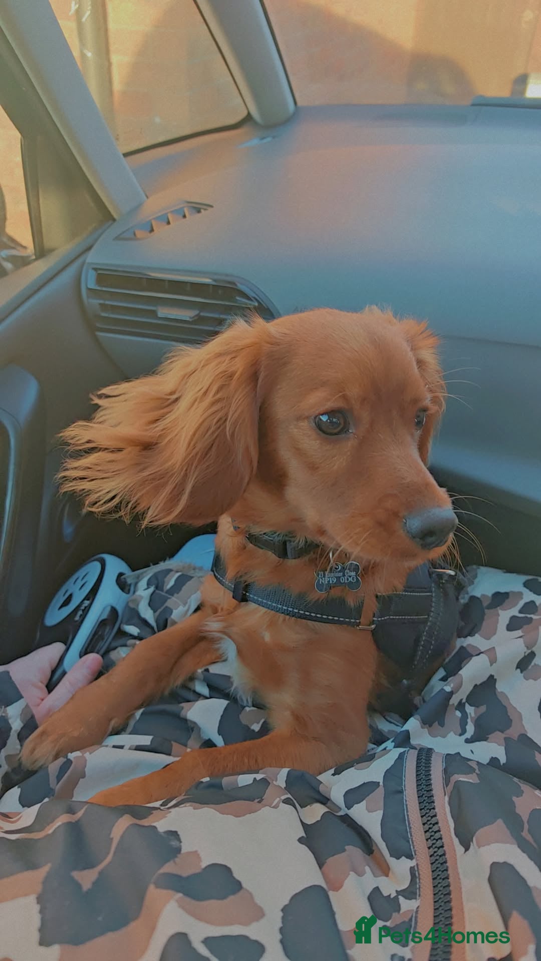 Cockapoo dogs Cockerpoo  - Advert 1