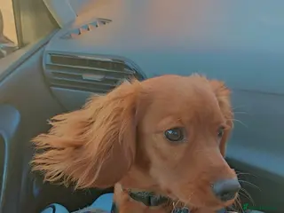 Cockapoo dogs Cockerpoo - Advert 1