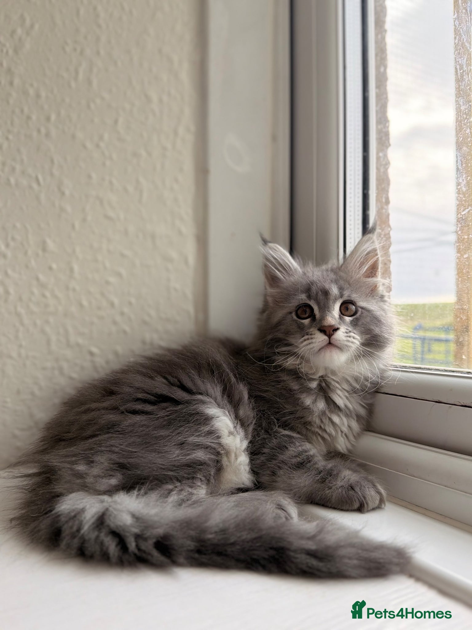 Maine Coon cats MAINE COON (3 girls left) - Advert 18