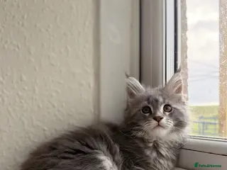 Maine Coon cats MAINE COON (3 girls left) - Advert 18