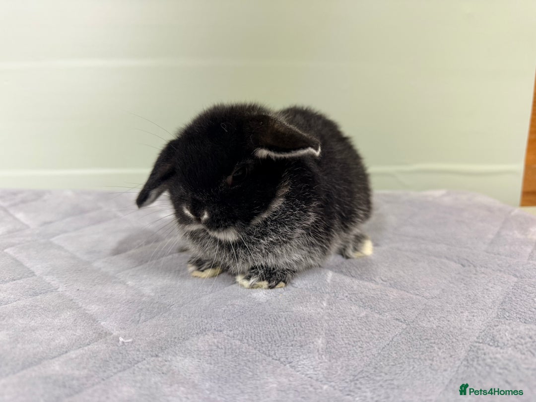 Mini Lop rabbits for sale: Mini lops  - Image 6