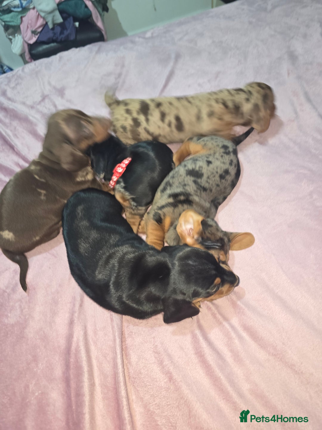 Miniature Dachshund dogs for sale: True to type kc dad home raised both parents here - Advert 23