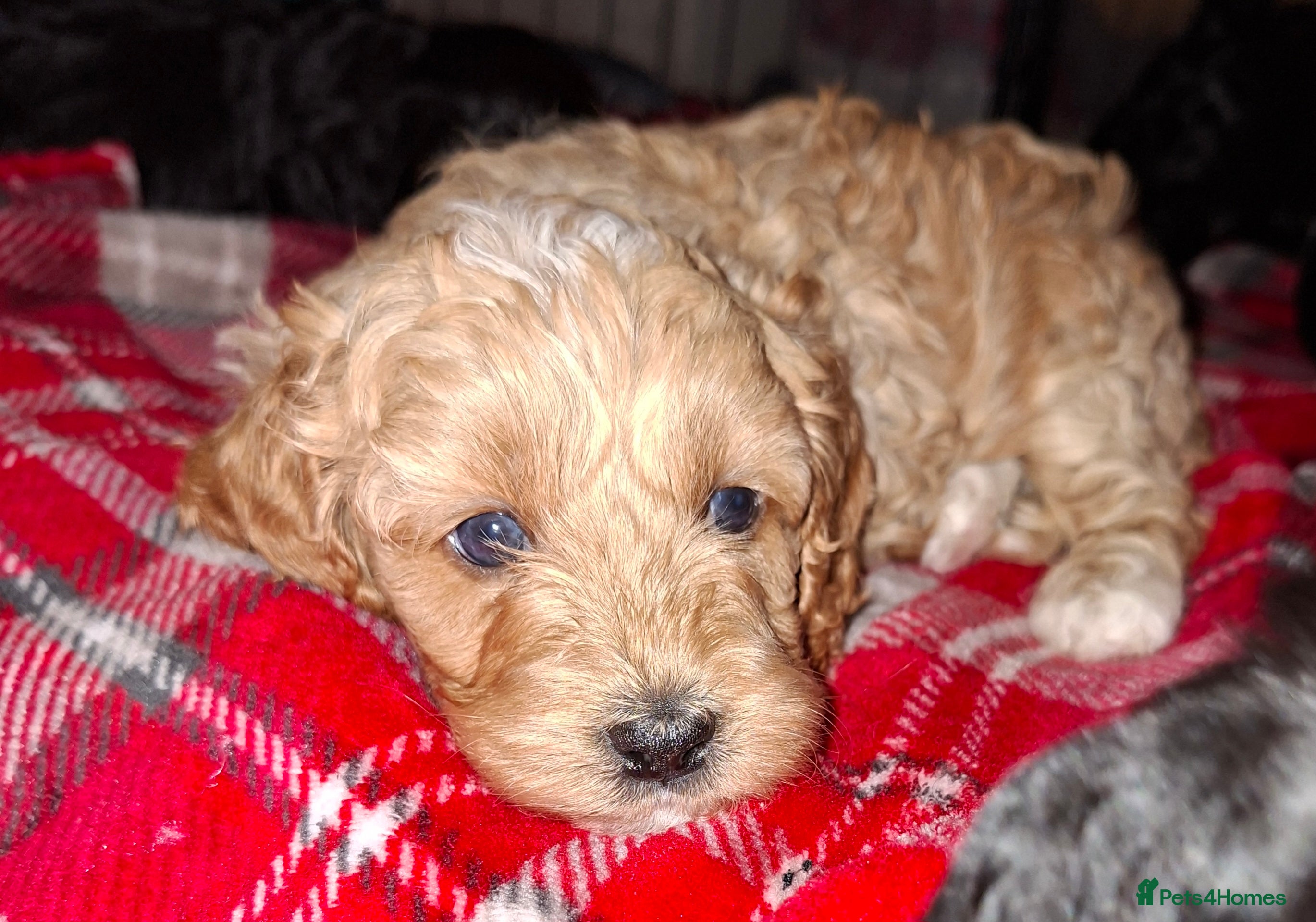 Cockapoo dogs *REDUCED* Beautiful miniature cockapoo puppies  - Advert 17