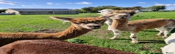 Alpaca livestock for sale: Male Alpaca, 14months old, lovely  calm nature  in Driffield - Advert 3