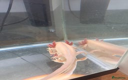 Axolotl reptiles for sale: Axolotl x2 - Image 6