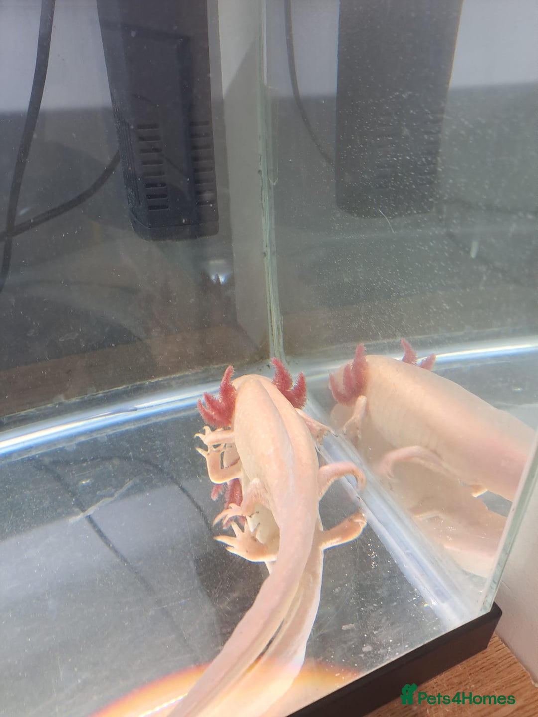 Axolotl reptiles for sale: Axolotl x2 - Image 6