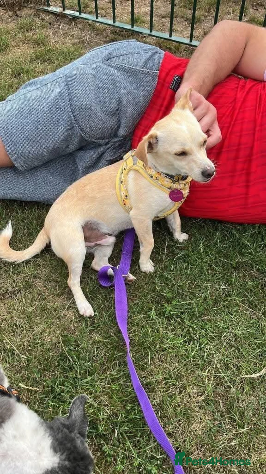 Mixed Breed dogs for adoption: Meet Casper, currently residing in Kent in Canterbury - Advert 8
