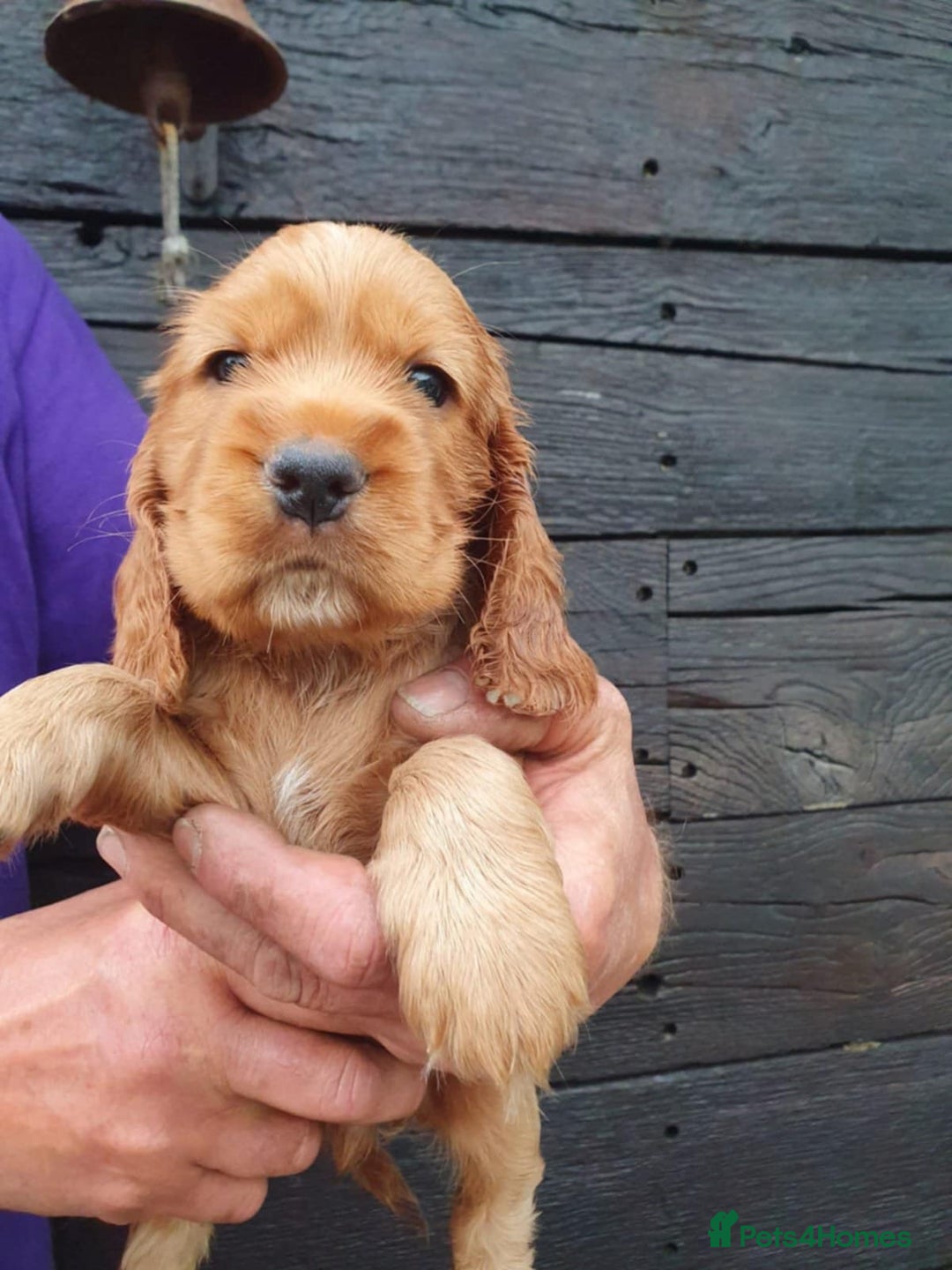 Cocker Spaniel dogs for sale: show cocker spaniel puppies ready 9th september - Image 8