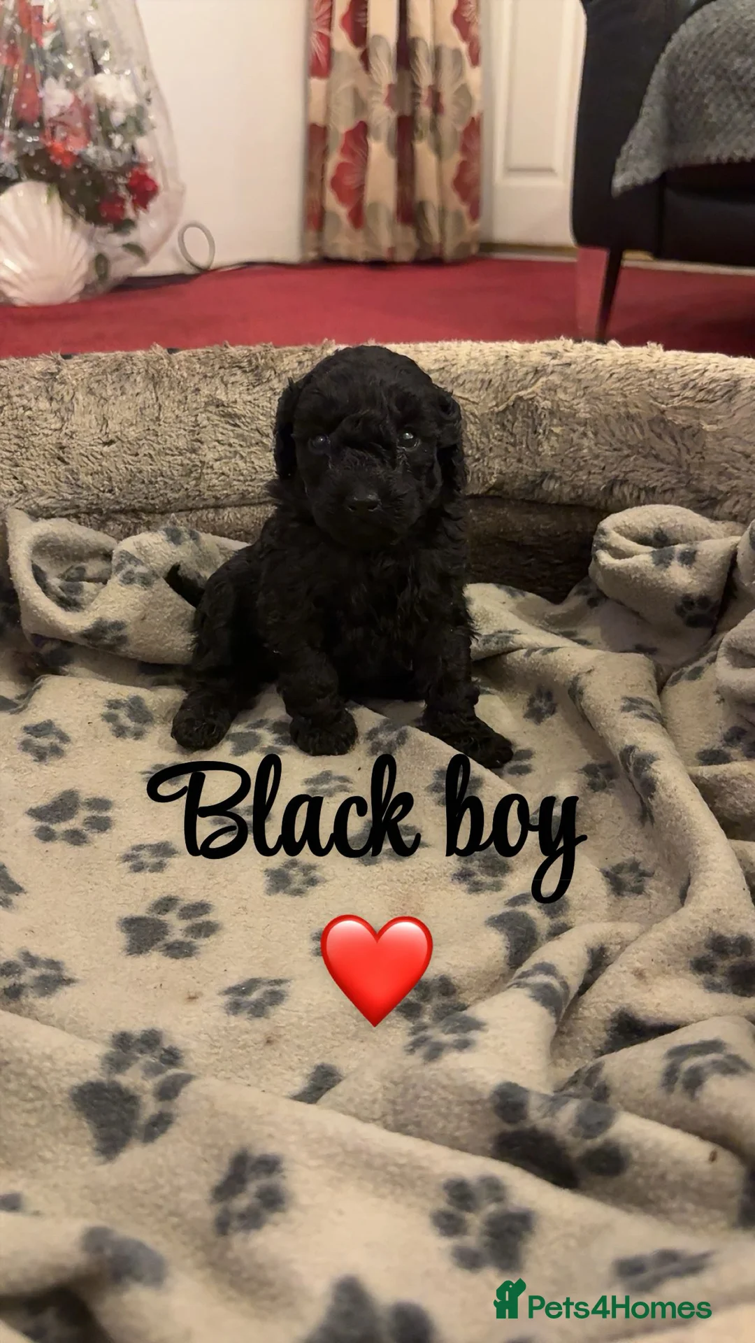 Toy Poodle dogs for sale: Stunning show type toy poodles  in Washington - Advert 5