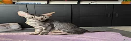 Cornish Rex cats for sale: Cornish Rex tabby kitten for sale  - Advert 4