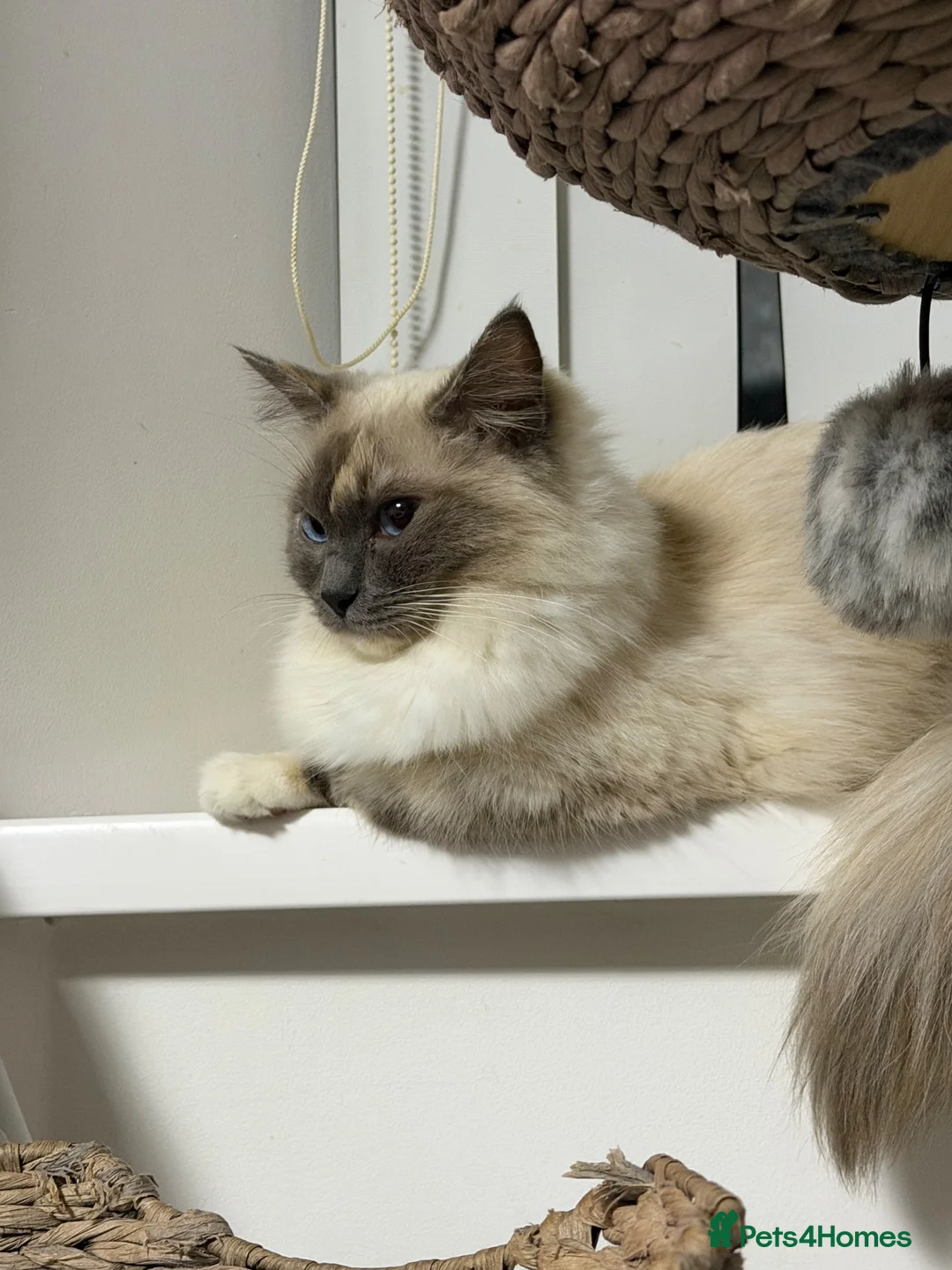 Ragdoll cats for sale: Ragdoll active registration  - Advert 2