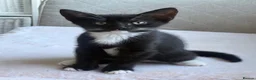 Mixed Breed cats for sale: Tuxedo short haired girls  - Advert 7