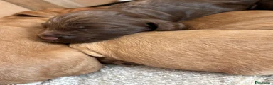 Cocker Spaniel 2