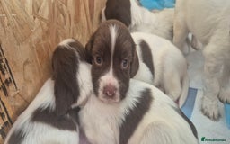 English Springer Spaniel dogs for sale: Beautiful Springer spaniel pups - Image 6
