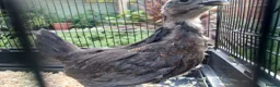 Chickens poultry for sale: Stunning Crypt Walkers and other breeds in Wrexham - Advert 3