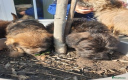Mixed Breed dogs for sale: Border Terrier x miniature Poodle  - Image 20