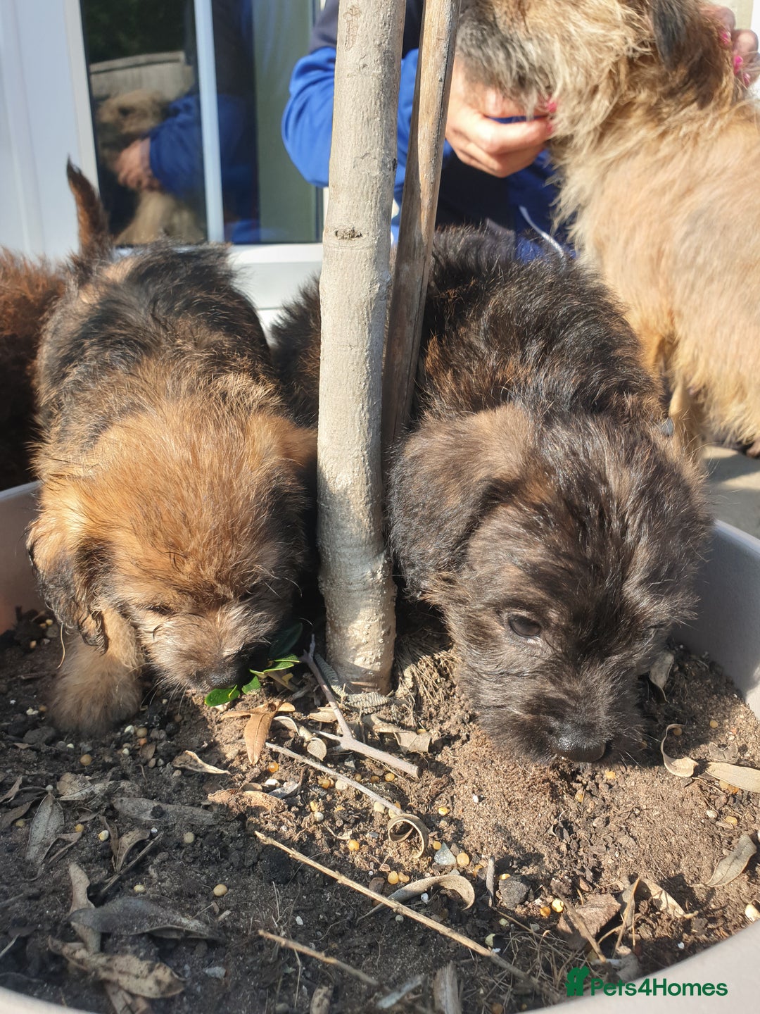 Mixed Breed dogs for sale: Border Terrier x miniature Poodle  - Image 20