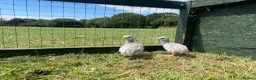 Guinea Fowl poultry for sale: Guinea fowl keets  - Advert 5