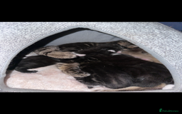 Mixed Breed cats for sale: Maine coon mixed kittens - Image 7