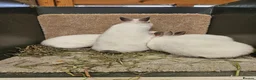 Netherland Dwarf rabbits for sale: Pure Bred Himalayan Dwarfs bucks and does  - Advert 4