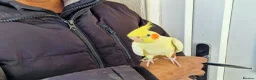 Cockatiels birds for sale: Super hand tamed cockatiel for sale  - Advert 12