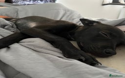 Mixed Breed dogs for sale: Little zeni - Image 2