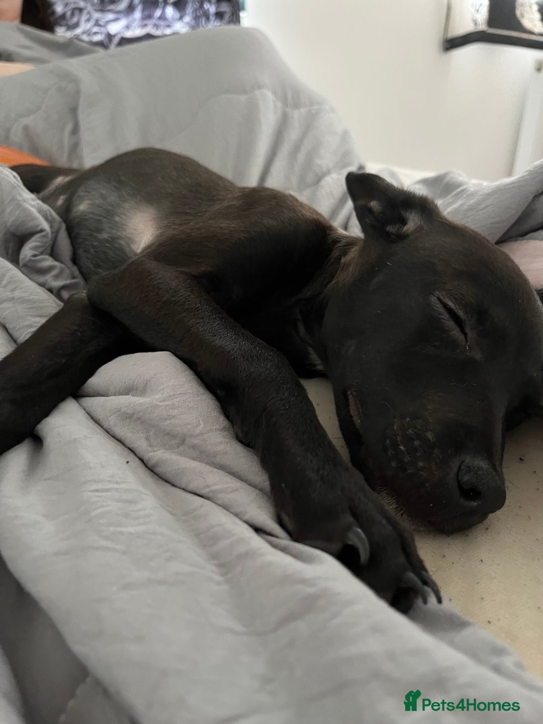 Mixed Breed dogs for sale: Little zeni - Image 2