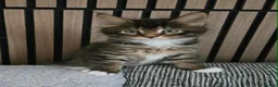 Maine Coon cats for sale: 3 Maine Coon kittens. - Advert 17