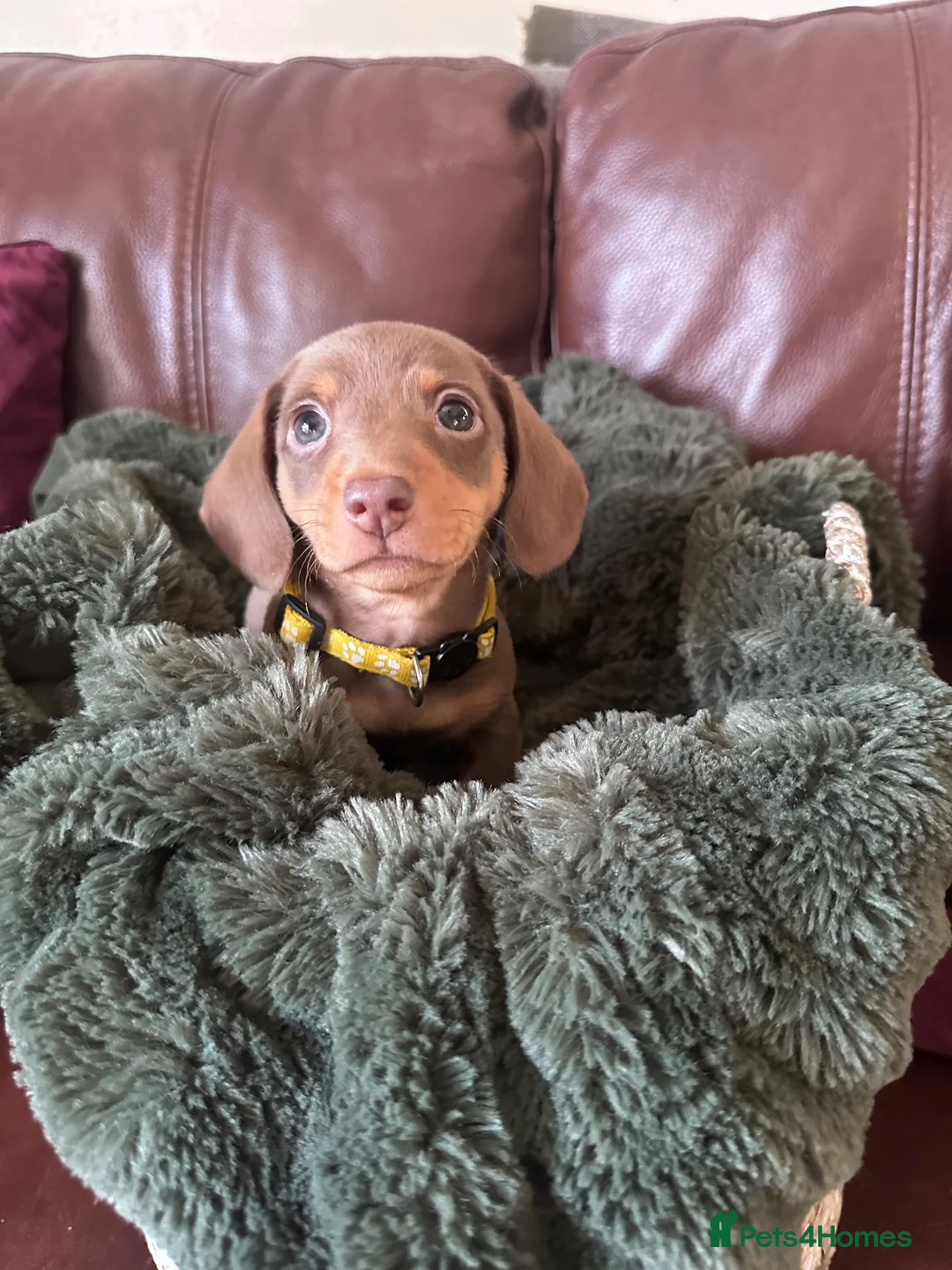Miniature Dachshund dogs for sale: Beautiful chocolate mini dachshund puppy’s   - Advert 14