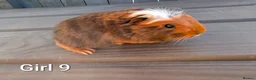 Guinea Pig rodents for sale: Funky babies  in Washington - Advert 3