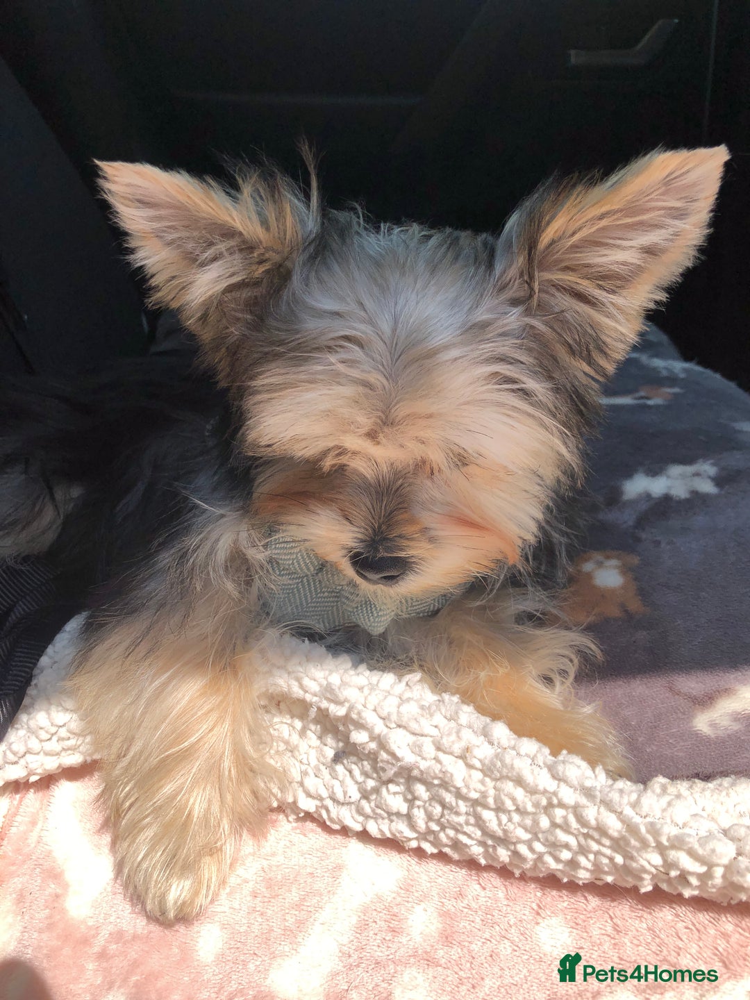 Morkie dogs for sale: Morkie Boy  - Advert 7