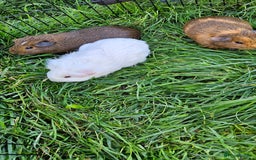 Guinea Pig rodents for sale: Guinea pigs  - Image 9