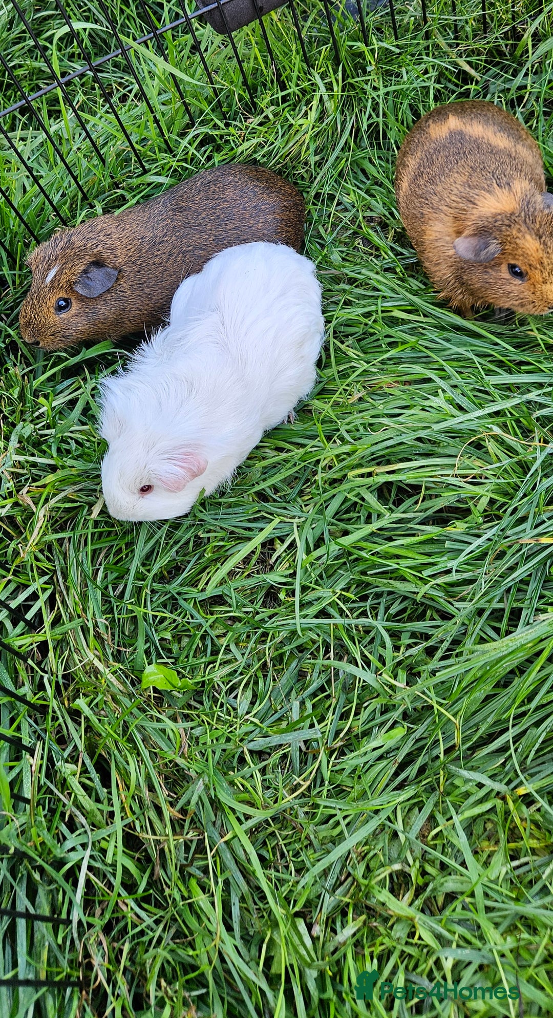 Guinea Pig rodents for sale: Guinea pigs  - Image 9