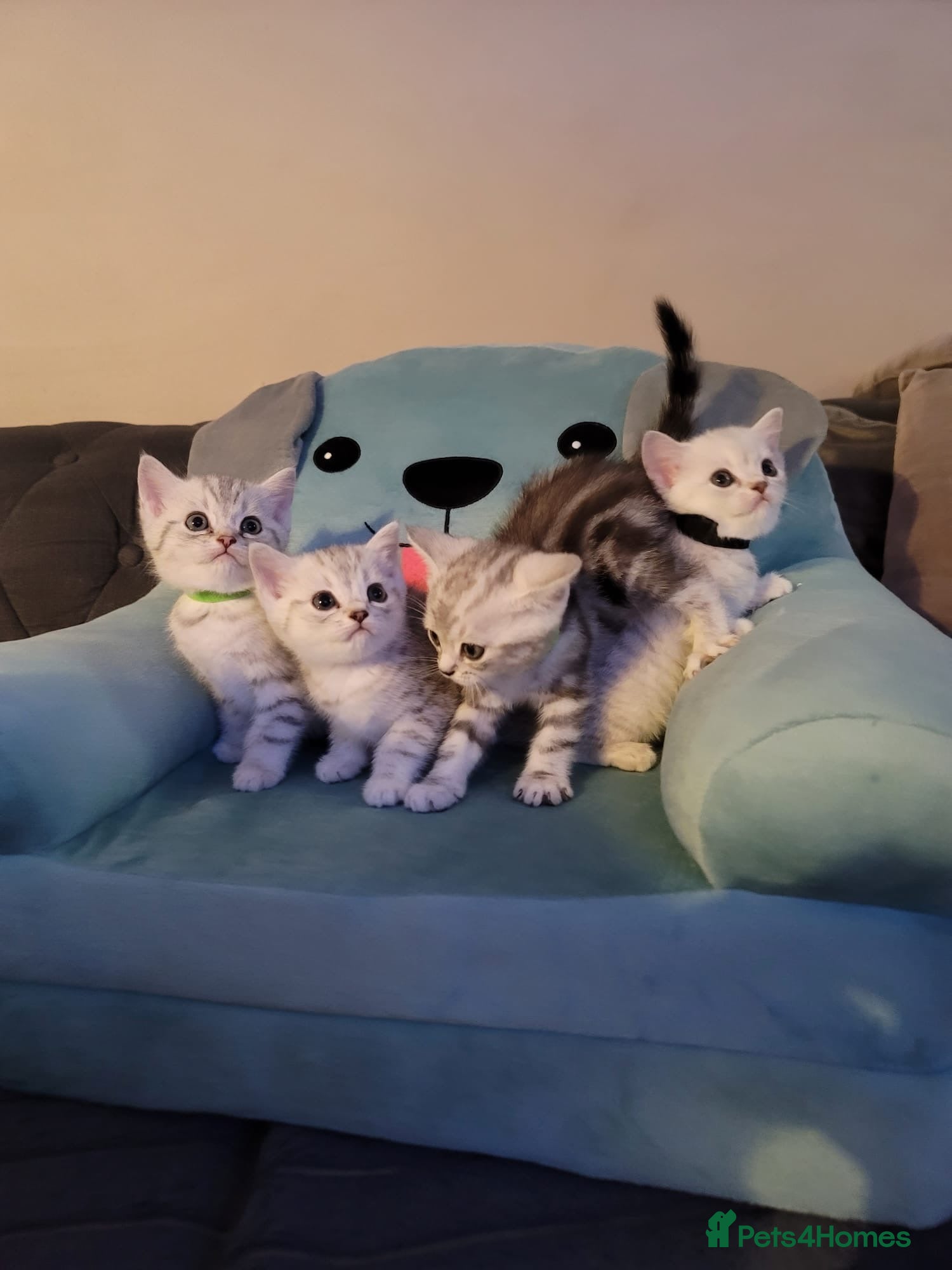 British Shorthair cats Beautiful kittens – 2 Boys & 2 Girls Ready Now  - Advert 2