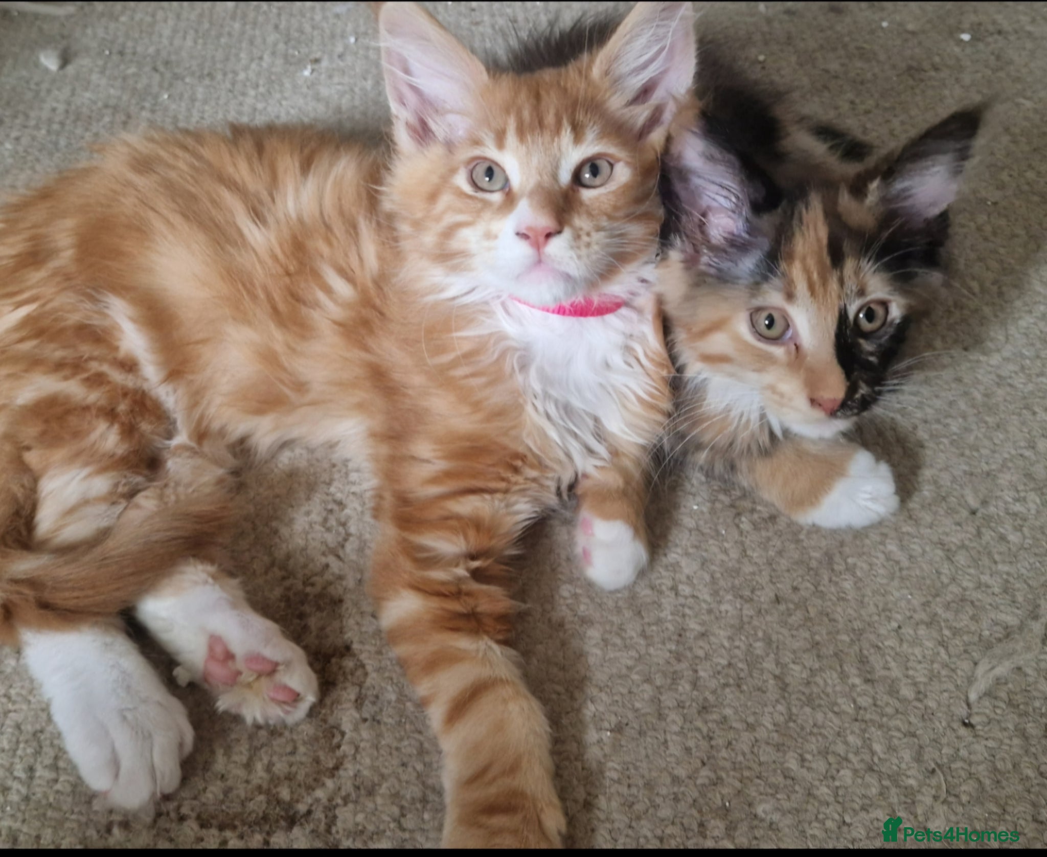 Maine Coon cats TICA reg Maine coons - Advert 1